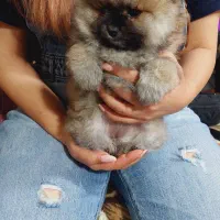 سگ پامر کیفیت بالا|سگ|شیراز, دکتر حسابی|دیوار