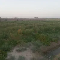 باغ سرسبز. بههمراه امیتاز آب وبرق