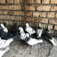 ۱۴کفتر ۱۶۰۰|پرنده|کاشان, پشت شهربانی|دیوار