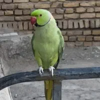 طوطی ملنگو نر