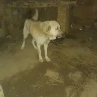 سگ پژدر|سگ|تویسرکان, |دیوار