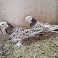 ی جفت هما سرور پا چکمه ای|پرنده|نسیم‌شهر, |دیوار