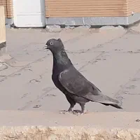 کبوترقهوای|پرنده|بهبهان, |دیوار