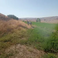 اسب مادیان