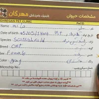 گربه اسکاتیش|گربه|کرمان, |دیوار