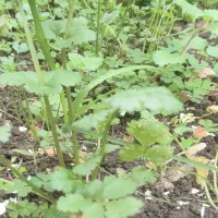 محصولات سرخ کردنی(کدبانو)