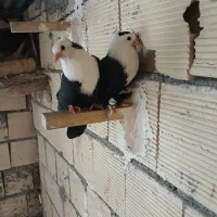 کله سفید.مخمل.کربلایی.دوکت پلاکی