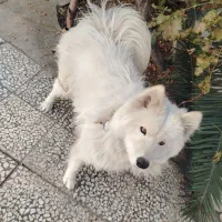 سگ ساموییدماده  معاوضه با،