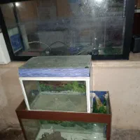 اکواریوم