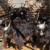 بره.بزغاله.میش.بز.گوسفند|حیوانات مزرعه|گرمسار, |دیوار