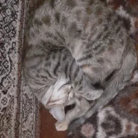 گربه مظلوم و مهربان