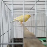 جفت قناری آماده|پرنده|اندیشه, اندیشه فاز ۴|دیوار