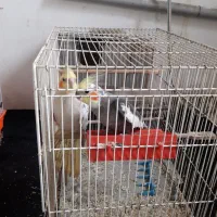 3 عددطوطی عروس یه جفت نروماده تخم گذاربالغ رام