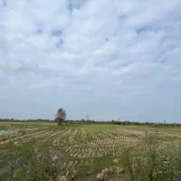 فروش زمین برنج کاری با2تن عملکرد/برجاده اصلی|فروش زمین و ملک کلنگی|رودبنه, |دیوار