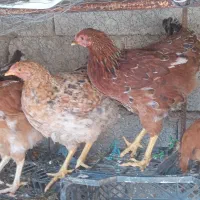 مرغ محلی|حیوانات مزرعه|بهبهان, |دیوار