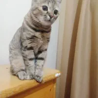 بچه گربه نژاد دار