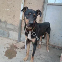 سگ نگهبان|سگ|گلپایگان, |دیوار