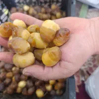 رطب برحی وخارک درجه یک