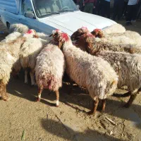 فروش‌گوسفندگوشتی