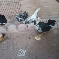 مرغ و خروس کوشین و گلین|حیوانات مزرعه|هشتگرد, شهرک راه آهن|دیوار