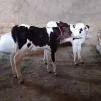 گوساله نرشیری