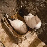 حیوانات مزرعه