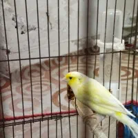 قناری نر و ماده