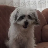 شیتزو هشت ماهه