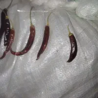 فلفل محلی و میناکش|خوردنی و آشامیدنی|جغین, |دیوار