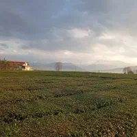 چای بهاره دستی