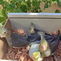 جوجه عروس هلندی سینامون|پرنده|تهران, وحیدیه|دیوار