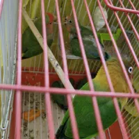 جوجه برزیلی آماده دستی شدن