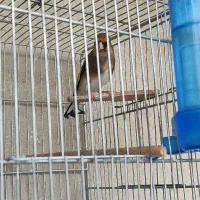 سهره کرمونی جوجه تازه صاف دستی بدون قفس
