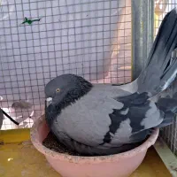 کبوتر اصفهانی|پرنده|برخوار, |دیوار