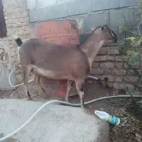 بزنژاد شکاری