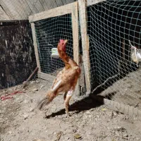 فروشی خروس لاری|حیوانات مزرعه|کیش, |دیوار