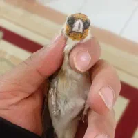 پرنده سهره|پرنده|شاهین‌شهر, نبوت|دیوار