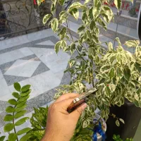 IPHONE 12 MAX 256GB ZAA|موبایل|بجنورد, |دیوار