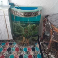 آکواریوم شیشه خم فوق العاده ضخیم و محکم