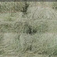 یونجه انباری خشک بدون رطوبت و بدون علف