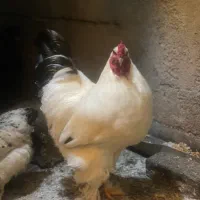 خروس برهما|حیوانات مزرعه|شیراز, کرونی(خاتونک)|دیوار