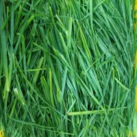 سبزی پاک شده و شسته شده|خوردنی و آشامیدنی|تهران, میدان میوه و تره‌بار مرکزی|دیوار