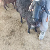 بره افشار بذری