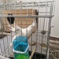 جفت  عروس آلبینو
