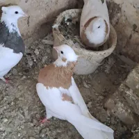 کفتر طوقی|پرنده|مشهد, هفده شهریور|دیوار