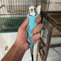 مرغ عشق انگلیسی نر درشت و اماده