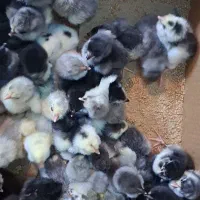 جوجه طوسی متولد سوزنی گلین مرغ لری جوجه