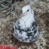 جفت کبوتر طوقی