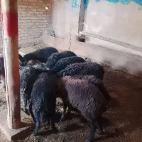 ۸راس بره نر شیرمست