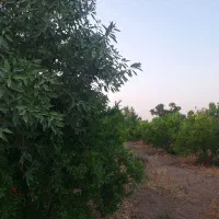 باغ توریستی اناروبادام وزردالو (پر اب)